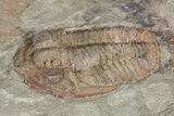 Ordovician Euloma Trilobite - Zagora, Morocco #55146-2